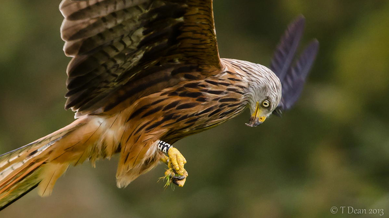 Illustration for article titled Amazing close-up photos capture war planes and birds' majesty in motion